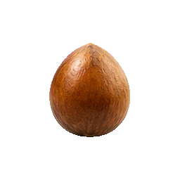 Avocados — botanical detail