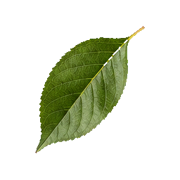 Cherries — botanical detail