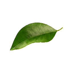 Grapefruit — botanical detail