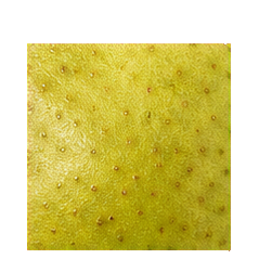Pears — surface study