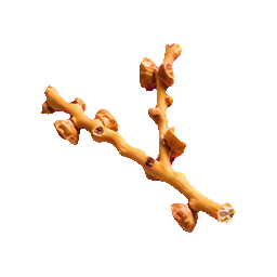 Wet Dates — botanical detail